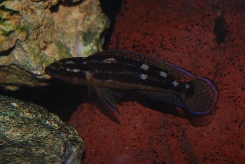 Julidochromis sp. 'ornatus kapampa' Kazia